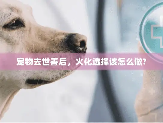 宠物去世善后，火化选择该怎么做?