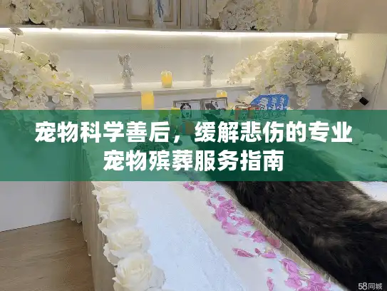 宠物科学善后，缓解悲伤的专业宠物殡葬服务指南
