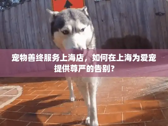 宠物善终服务上海店，如何在上海为爱宠提供尊严的告别？