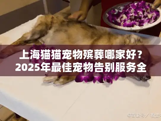 上海猫猫宠物殡葬哪家好？2025年最佳宠物告别服务全解析
