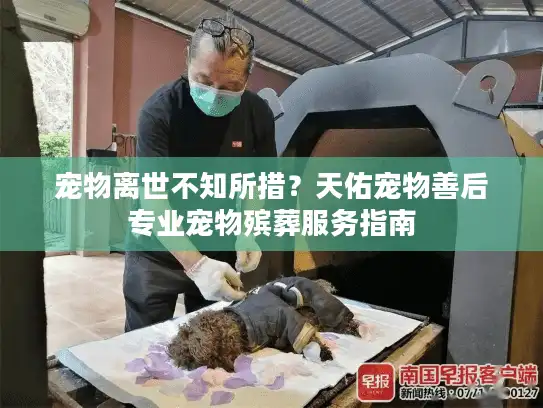 宠物离世不知所措？天佑宠物善后专业宠物殡葬服务指南
