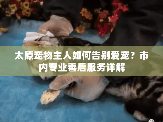太原宠物主人如何告别爱宠？市内专业善后服务详解