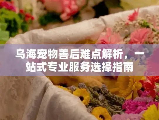 乌海宠物善后难点解析，一站式专业服务选择指南