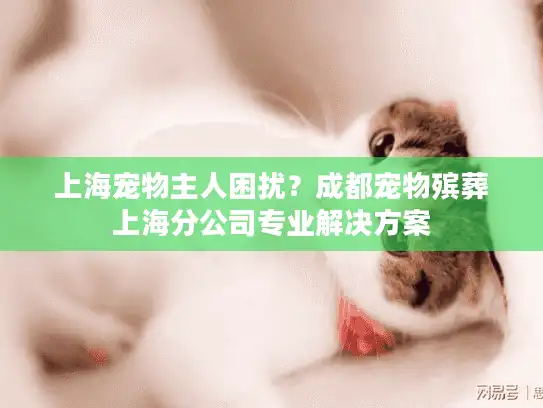 上海宠物主人困扰？成都宠物殡葬上海分公司专业解决方案