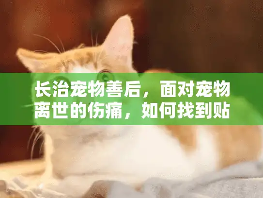 长治宠物善后，面对宠物离世的伤痛，如何找到贴心帮助？
