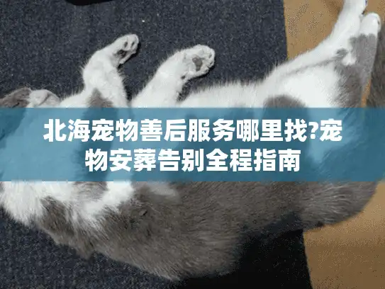 北海宠物善后服务哪里找?宠物安葬告别全程指南