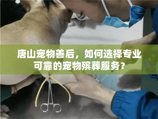 唐山宠物善后，如何选择专业可靠的宠物殡葬服务？
