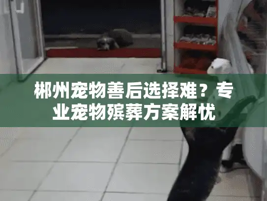 郴州宠物善后选择难？专业宠物殡葬方案解忧