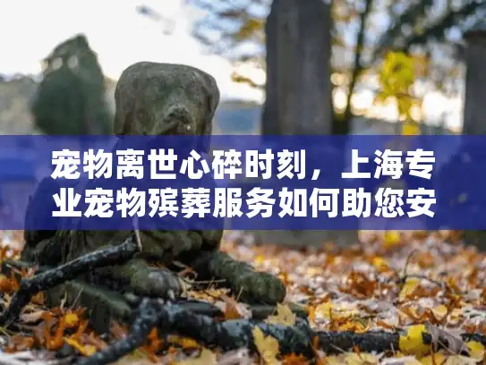 宠物离世心碎时刻，上海专业宠物殡葬服务如何助您安心告别？