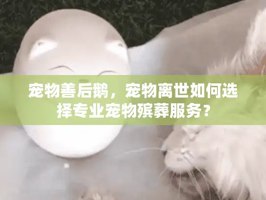 宠物善后鹅，宠物离世如何选择专业宠物殡葬服务？
