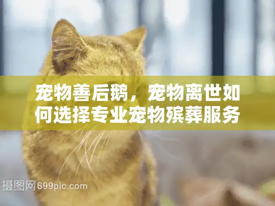 宠物善后鹅，宠物离世如何选择专业宠物殡葬服务？