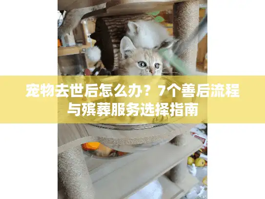 宠物去世后怎么办？7个善后流程与殡葬服务选择指南