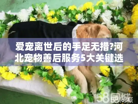爱宠离世后的手足无措?河北宠物善后服务5大关键选择指南