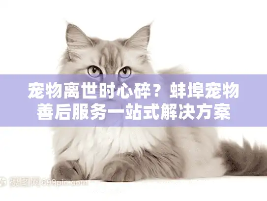 宠物离世时心碎？蚌埠宠物善后服务一站式解决方案