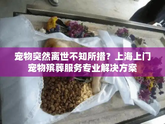 宠物突然离世不知所措？上海上门宠物殡葬服务专业解决方案
