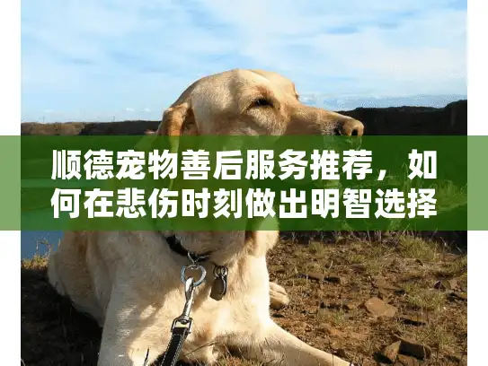 顺德宠物善后服务推荐，如何在悲伤时刻做出明智选择？