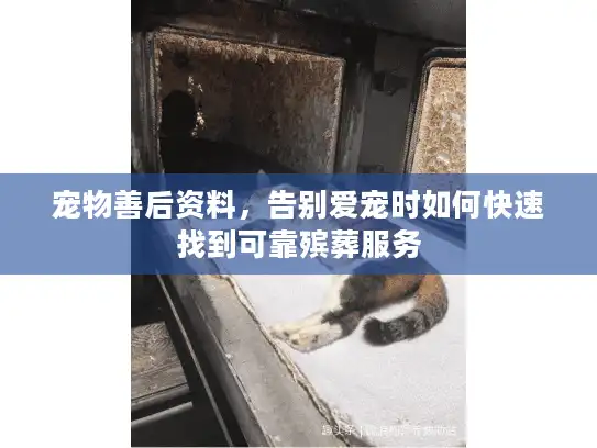 宠物善后资料，告别爱宠时如何快速找到可靠殡葬服务