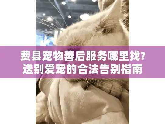 费县宠物善后服务哪里找?送别爱宠的合法告别指南