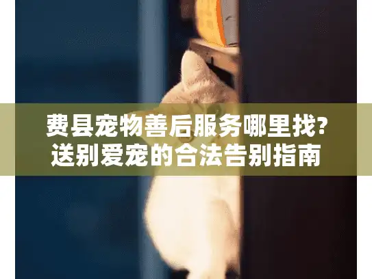 费县宠物善后服务哪里找?送别爱宠的合法告别指南