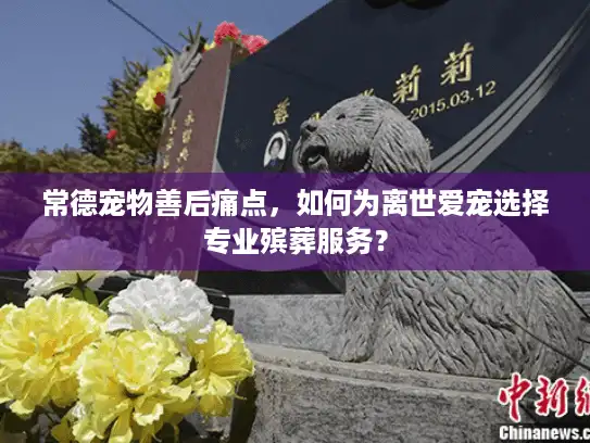 常德宠物善后痛点，如何为离世爱宠选择专业殡葬服务？
