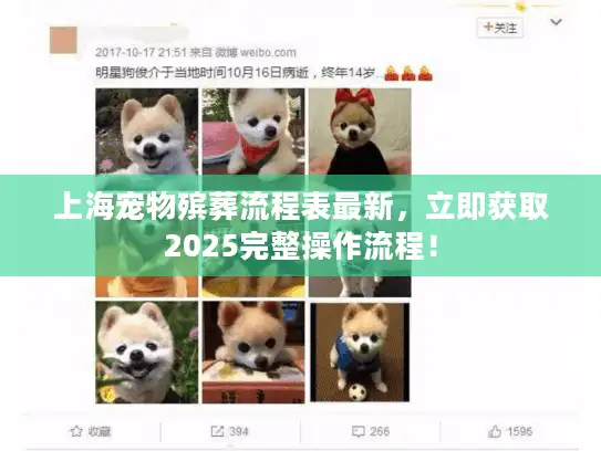 上海宠物殡葬流程表最新，立即获取2025完整操作流程！