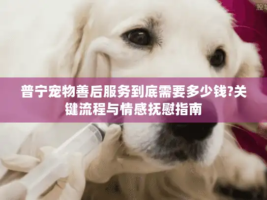 普宁宠物善后服务到底需要多少钱?关键流程与情感抚慰指南