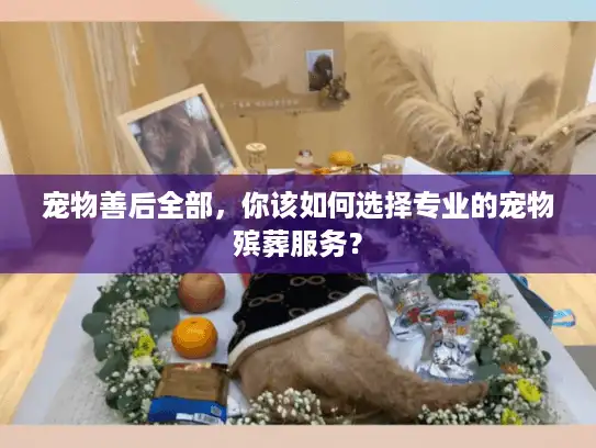 宠物善后全部，你该如何选择专业的宠物殡葬服务？