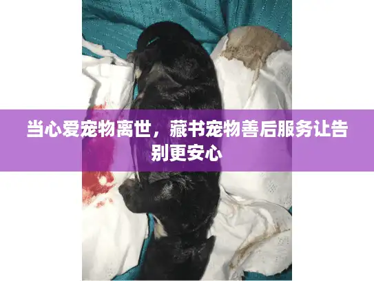 当心爱宠物离世，藏书宠物善后服务让告别更安心