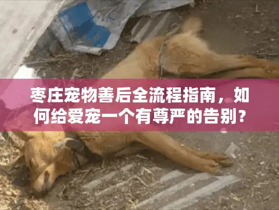 枣庄宠物善后全流程指南，如何给爱宠一个有尊严的告别？