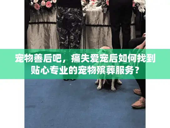 宠物善后吧，痛失爱宠后如何找到贴心专业的宠物殡葬服务？