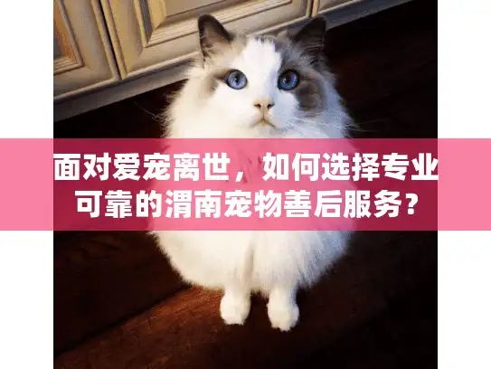 面对爱宠离世，如何选择专业可靠的渭南宠物善后服务？