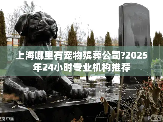 上海哪里有宠物殡葬公司?2025年24小时专业机构推荐