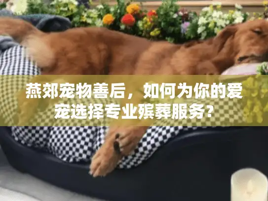 燕郊宠物善后，如何为你的爱宠选择专业殡葬服务？