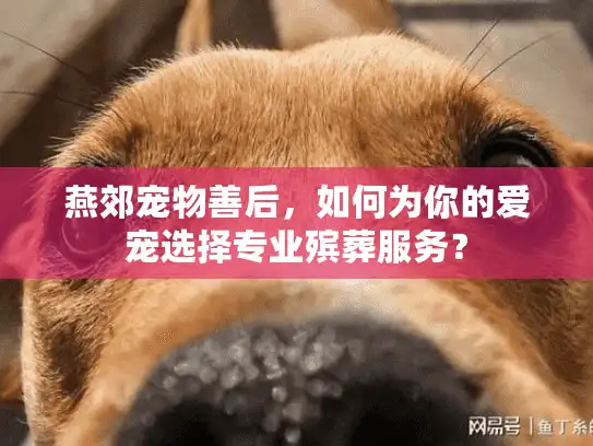 燕郊宠物善后，如何为你的爱宠选择专业殡葬服务？