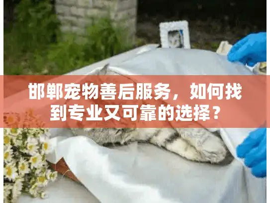 邯郸宠物善后服务，如何找到专业又可靠的选择？