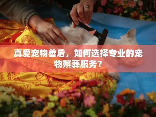 真爱宠物善后，如何选择专业的宠物殡葬服务？