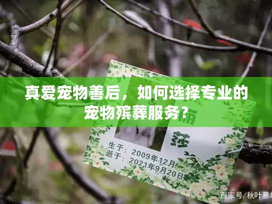 真爱宠物善后，如何选择专业的宠物殡葬服务？