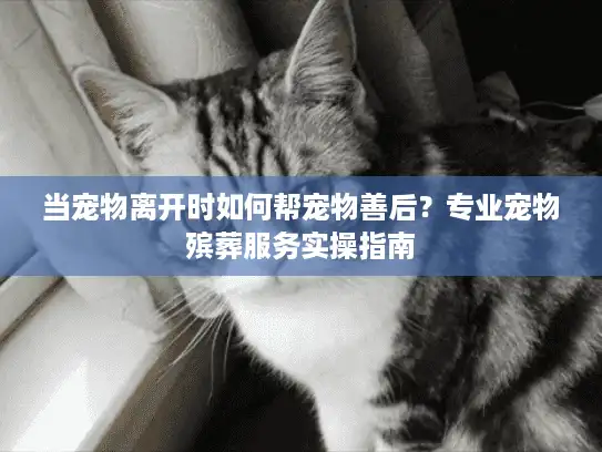 当宠物离开时如何帮宠物善后？专业宠物殡葬服务实操指南