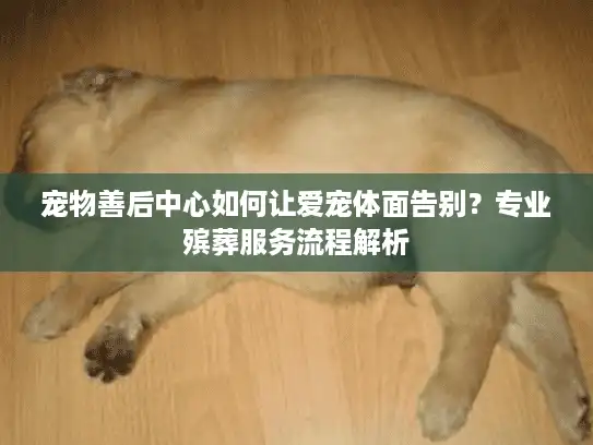 宠物善后中心如何让爱宠体面告别？专业殡葬服务流程解析