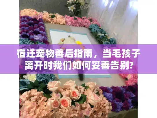 宿迁宠物善后指南，当毛孩子离开时我们如何妥善告别?