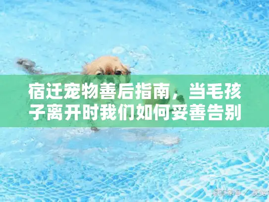 宿迁宠物善后指南，当毛孩子离开时我们如何妥善告别?