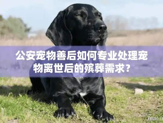 公安宠物善后如何专业处理宠物离世后的殡葬需求？