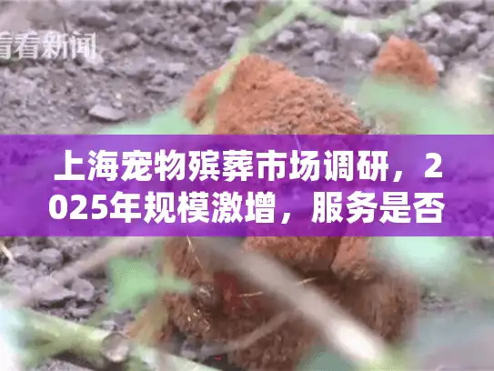 上海宠物殡葬市场调研，2025年规模激增，服务是否跟得上？