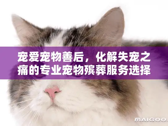 宠爱宠物善后，化解失宠之痛的专业宠物殡葬服务选择指南