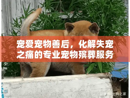 宠爱宠物善后，化解失宠之痛的专业宠物殡葬服务选择指南