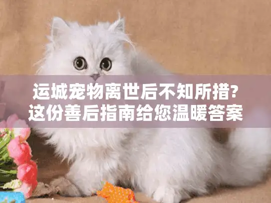 运城宠物离世后不知所措?这份善后指南给您温暖答案