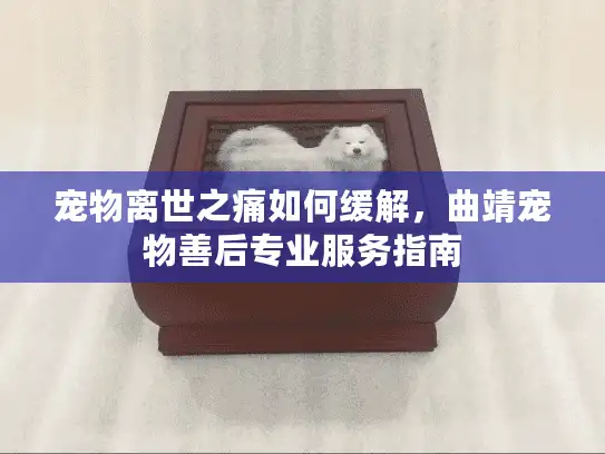 宠物离世之痛如何缓解，曲靖宠物善后专业服务指南