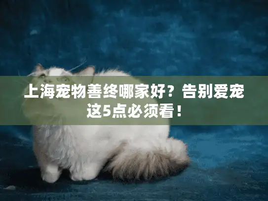 上海宠物善终哪家好？告别爱宠这5点必须看！