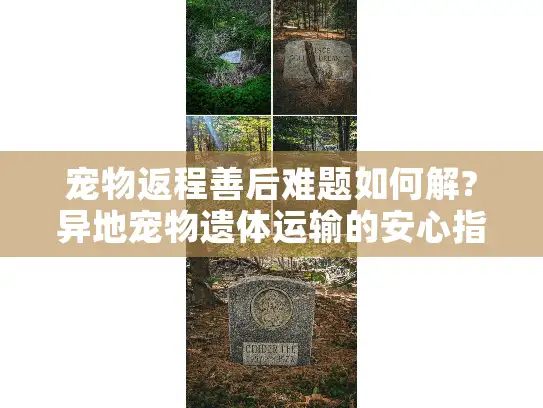 宠物返程善后难题如何解?异地宠物遗体运输的安心指南