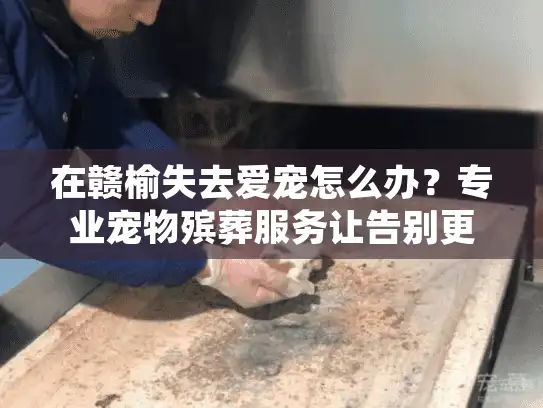 在赣榆失去爱宠怎么办？专业宠物殡葬服务让告别更有温度